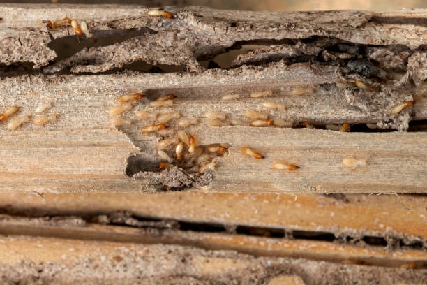 Best Residential Pest Control  in Victory Lakes, NJ